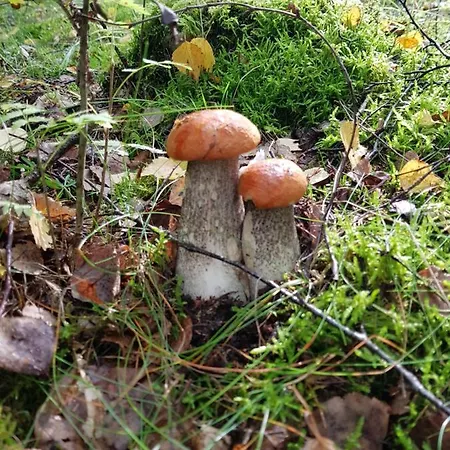 דירה Ekosfera Pilawa Z Podgrzewanym Basenem בורנה סולינובו