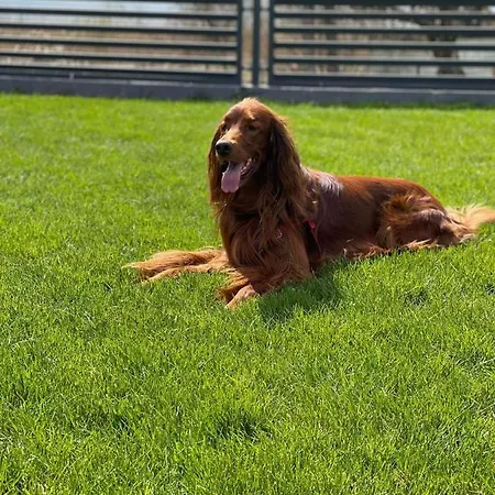 דירה Ekosfera Pilawa Z Podgrzewanym Basenem בורנה סולינובו