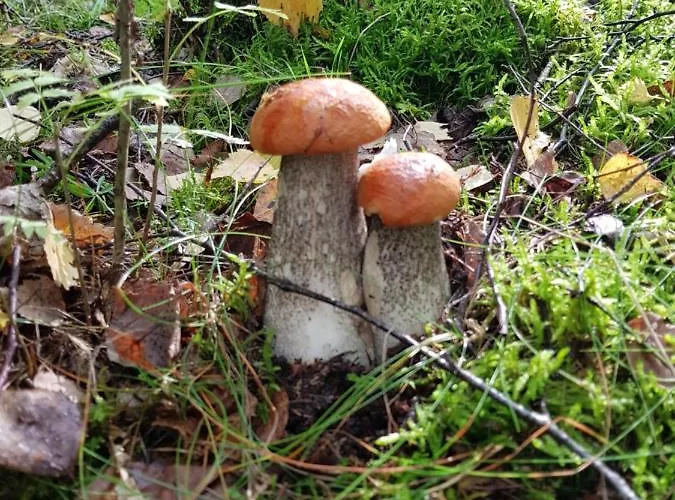 Apartamento Ekosfera Pilawa Z Podgrzewanym Basenem Borne Sulinowo