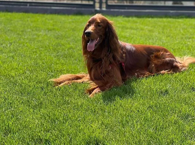 Apartamento Ekosfera Pilawa Z Podgrzewanym Basenem Borne Sulinowo