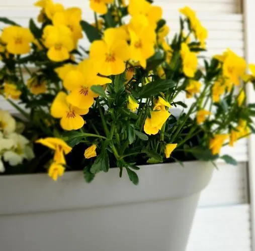 Ekosfera Pilawa Z Podgrzewanym Basenem Borne Sulinowo